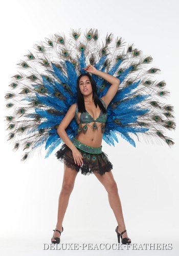 Deluxe Peacock Feathers - Click Image to Close