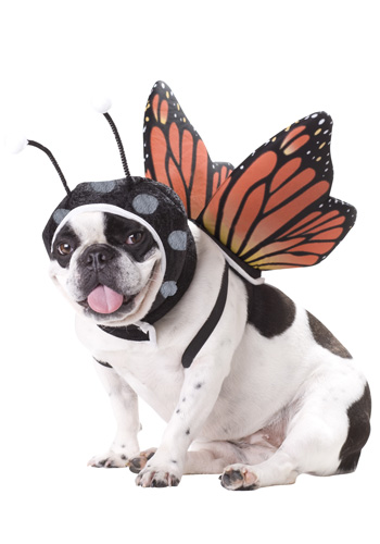 Pet Butterfly Costume - Click Image to Close
