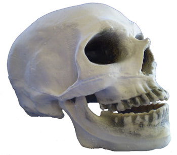 Skull with Moving Jaw - Click Image to Close