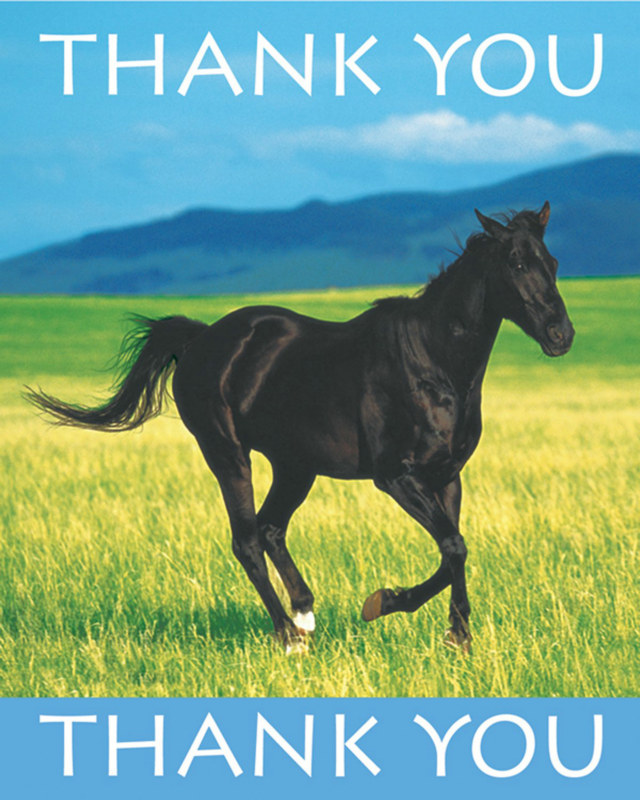 Wild Horses Thank You Cards (8 count) - Click Image to Close