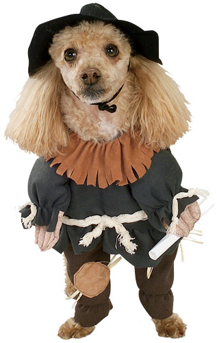 Scarecrow Dog Costume - Click Image to Close